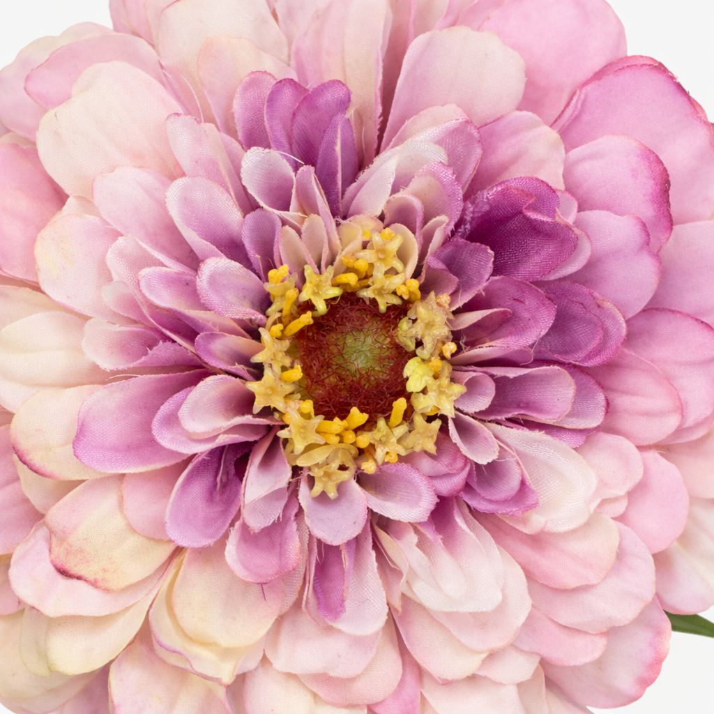 Tige de Zinnia Premium