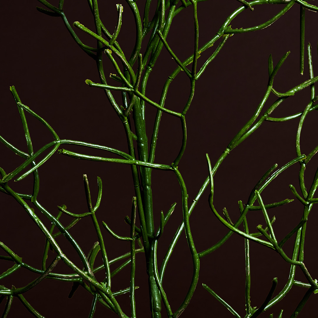 Rhipsalis