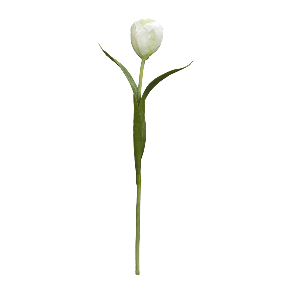 Tige de Tulipe Emily