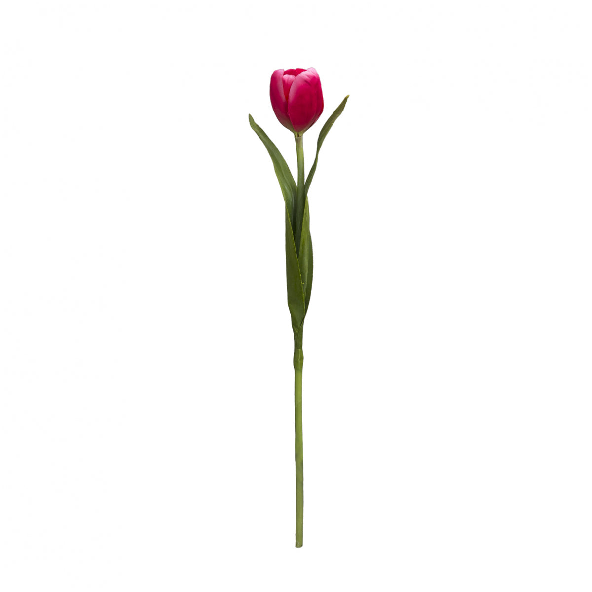 Tulipán EMILIA
