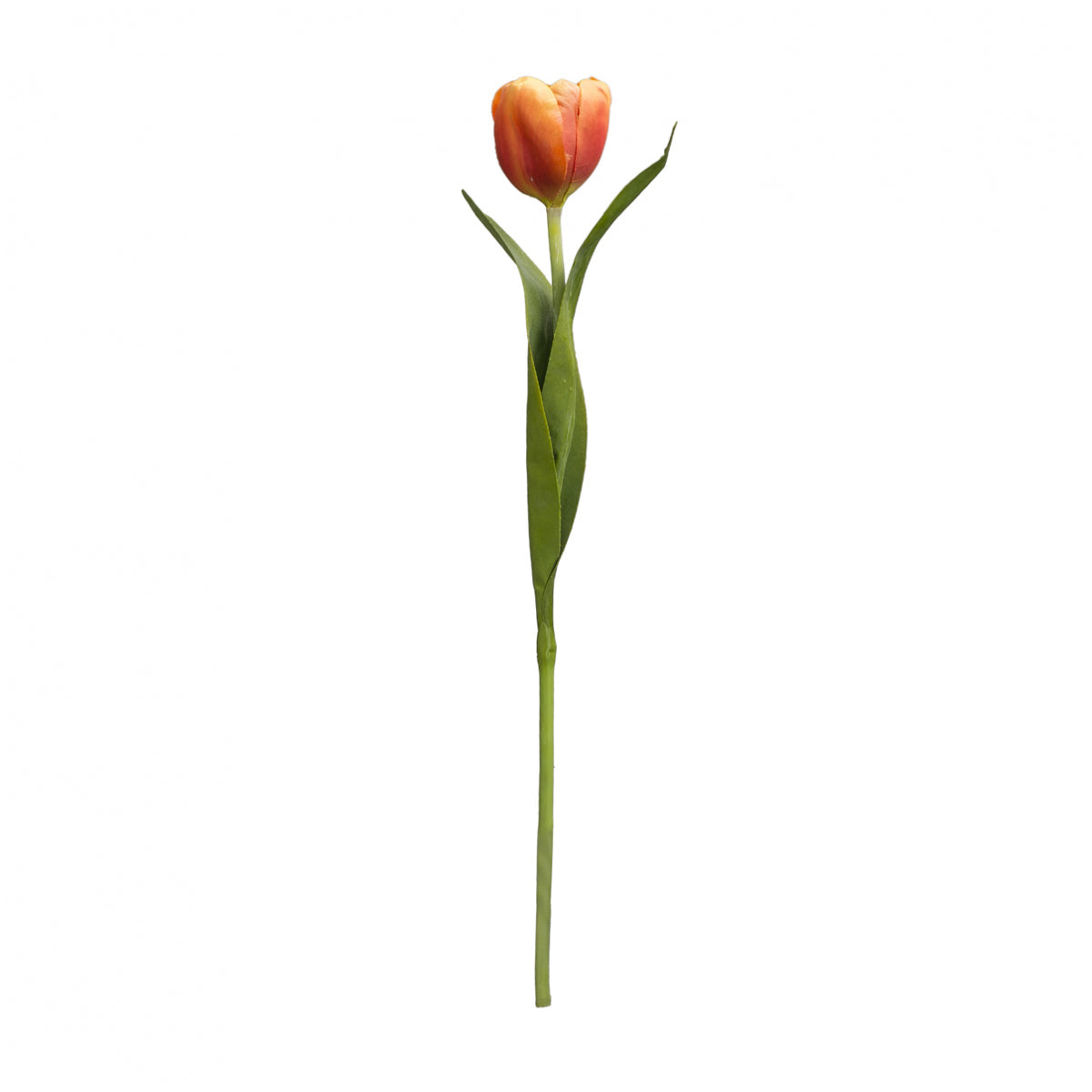 Tulipán EMILIA