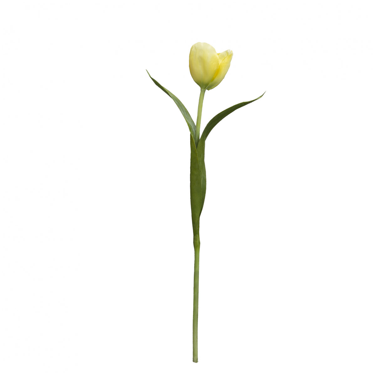 Tige de Tulipe Emily