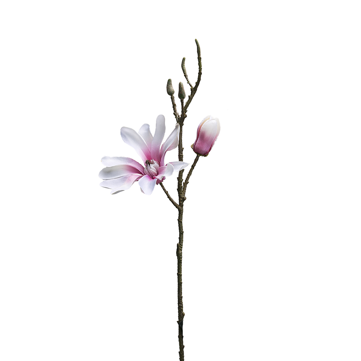 Magnolia 1 Fiore