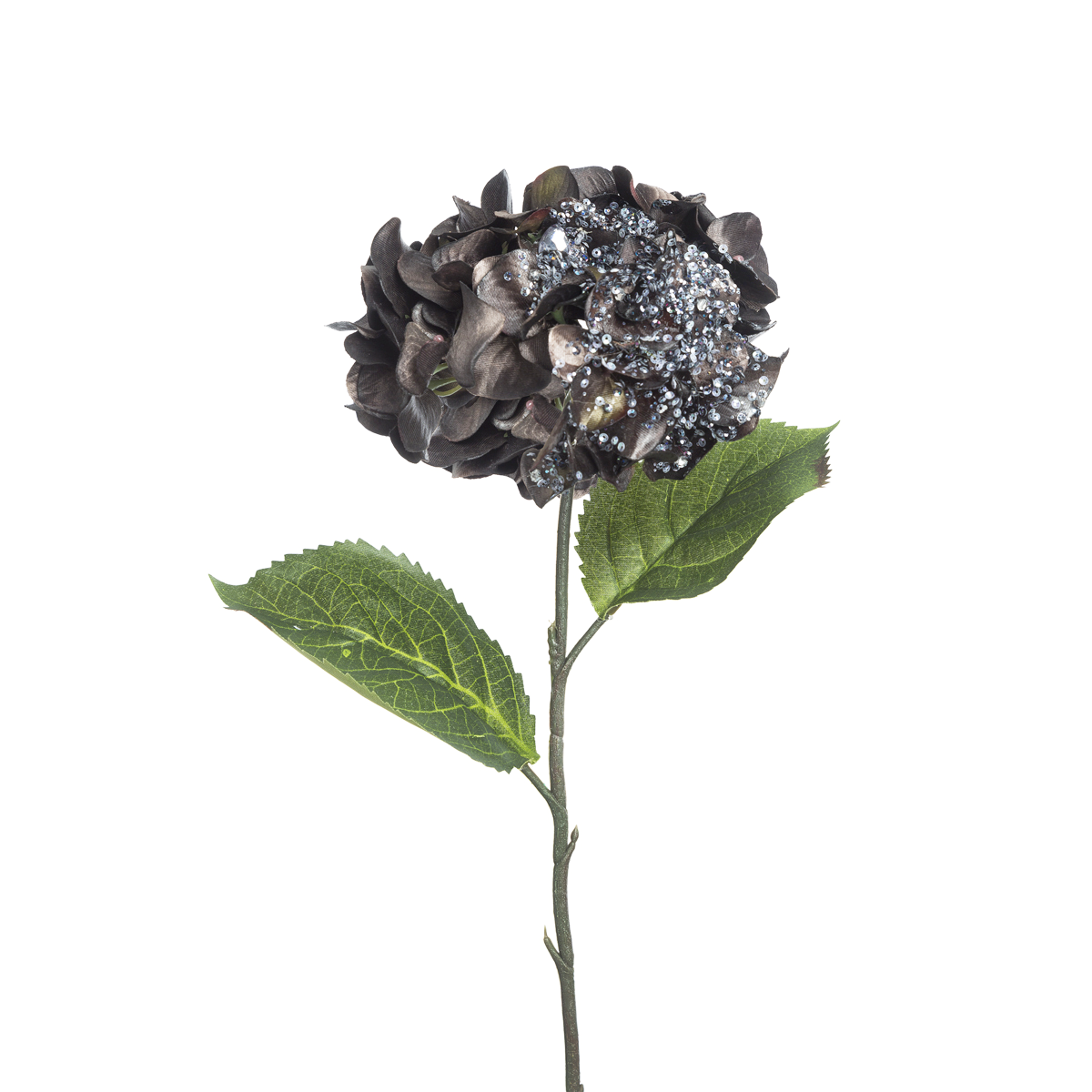 Hortensia DARA