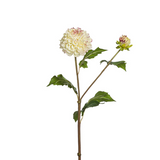 Candice Dahlia Stem