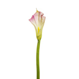Kelly Calla Lily Stem