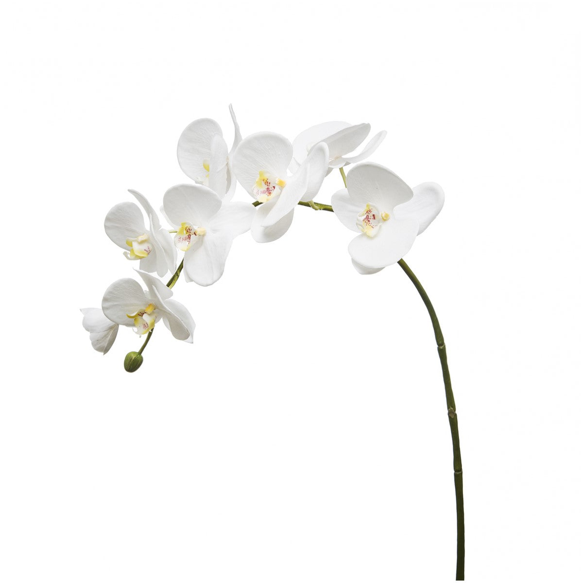 Orchidea Phalaenopsis FOREVER H82