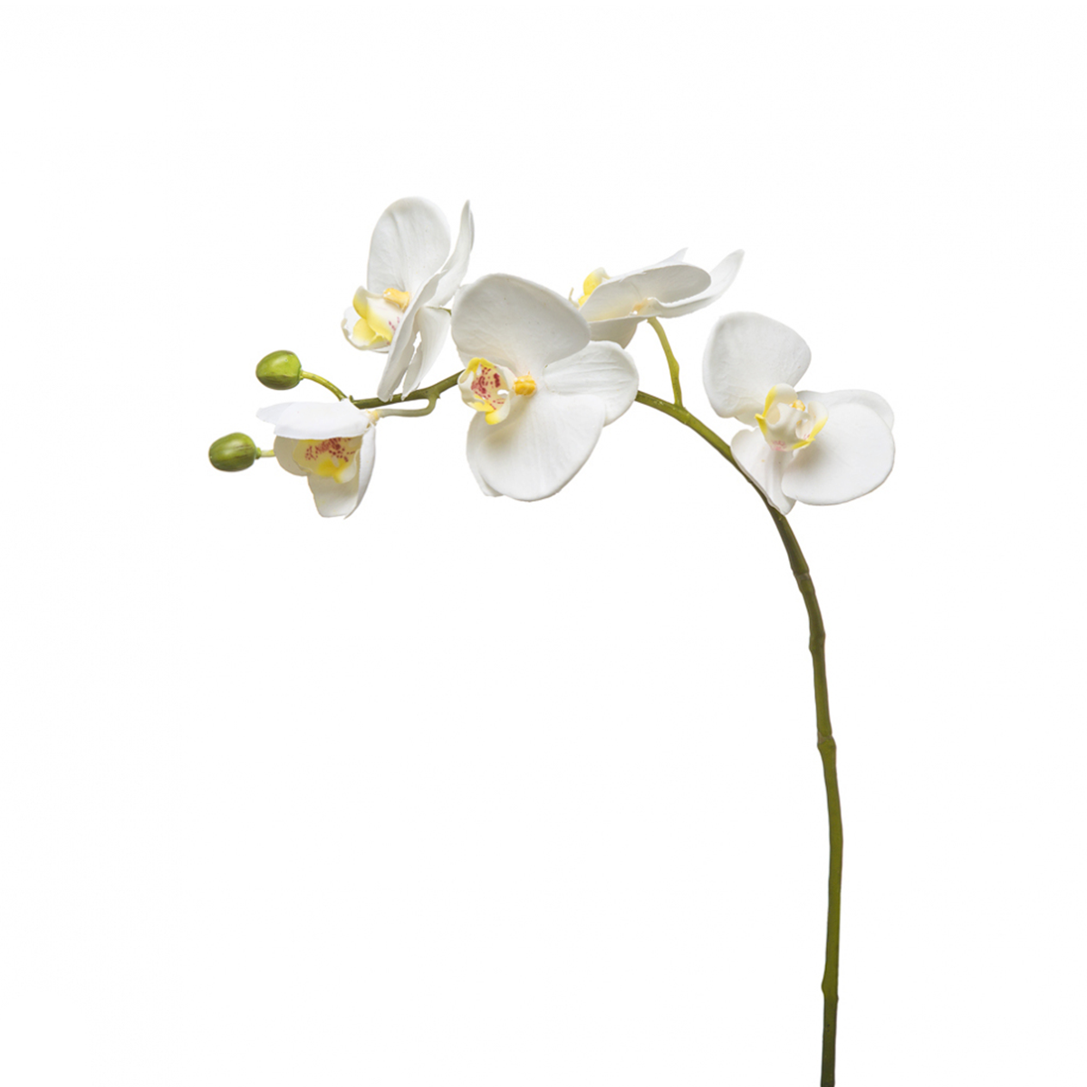 Tige d'Orchidée Phalaenopsis Forever