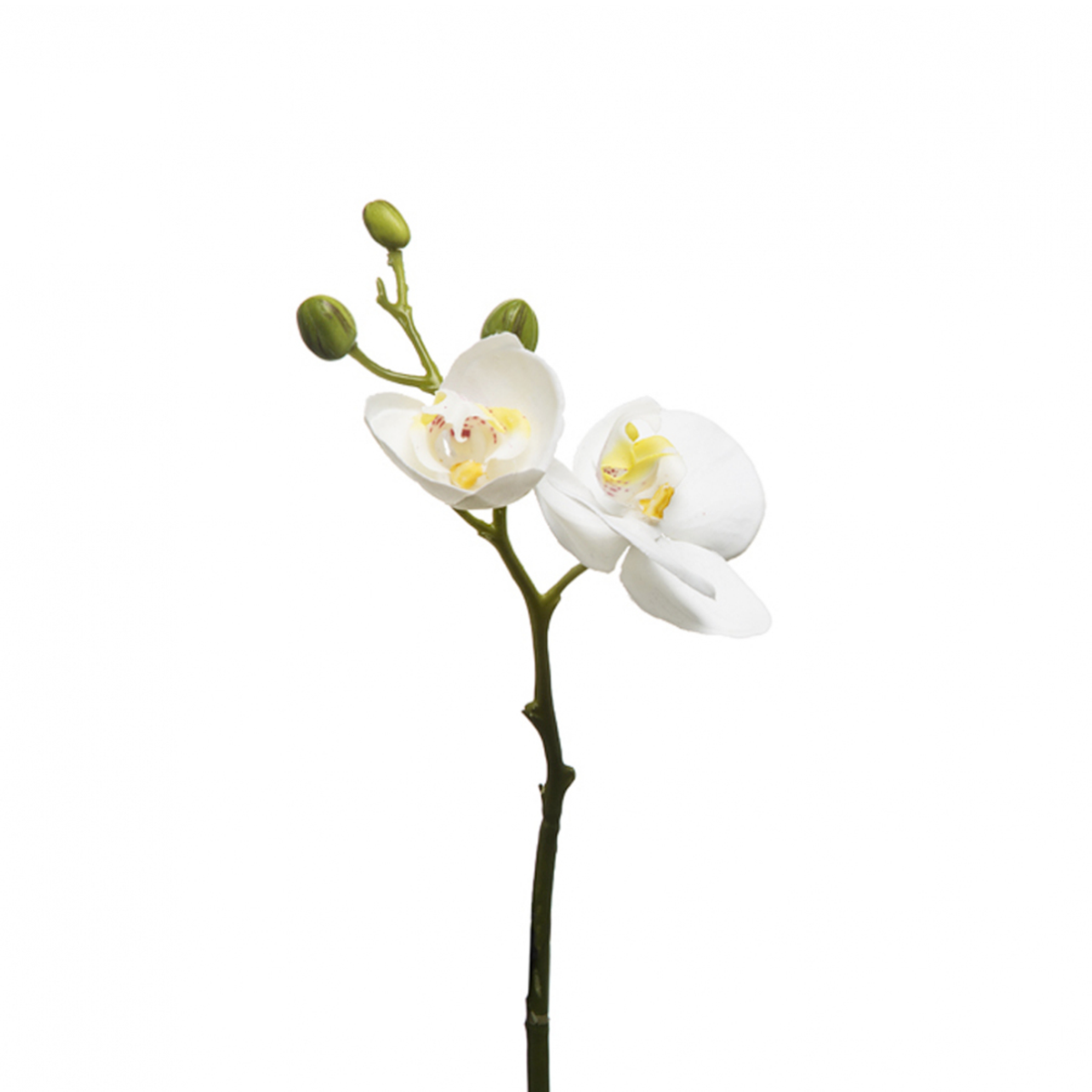 Phalaenopsis Orchid Stem Forever