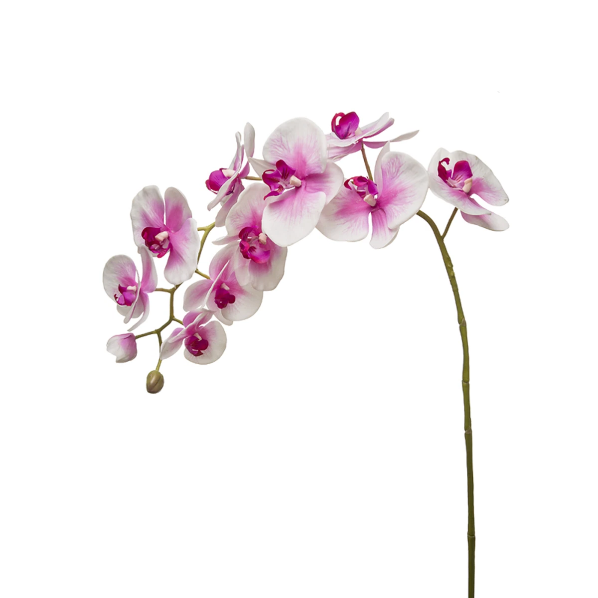 Orquídea Phalaenopsis FOREVER H100