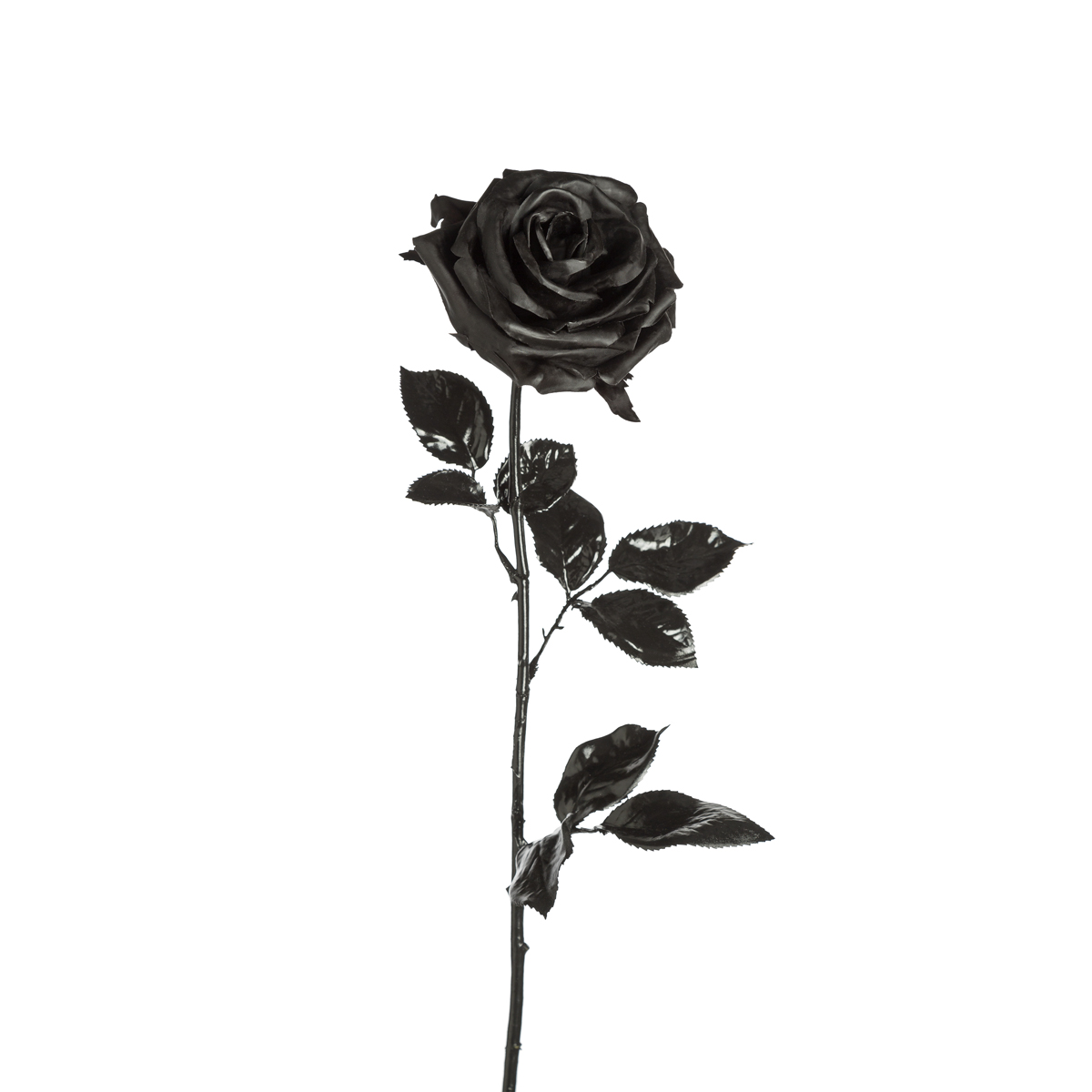 Rose noire LAPIDUS touché doux