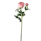 Garden Peony Stem