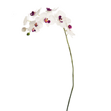 Phalaenopsis Orchid Stem Forever