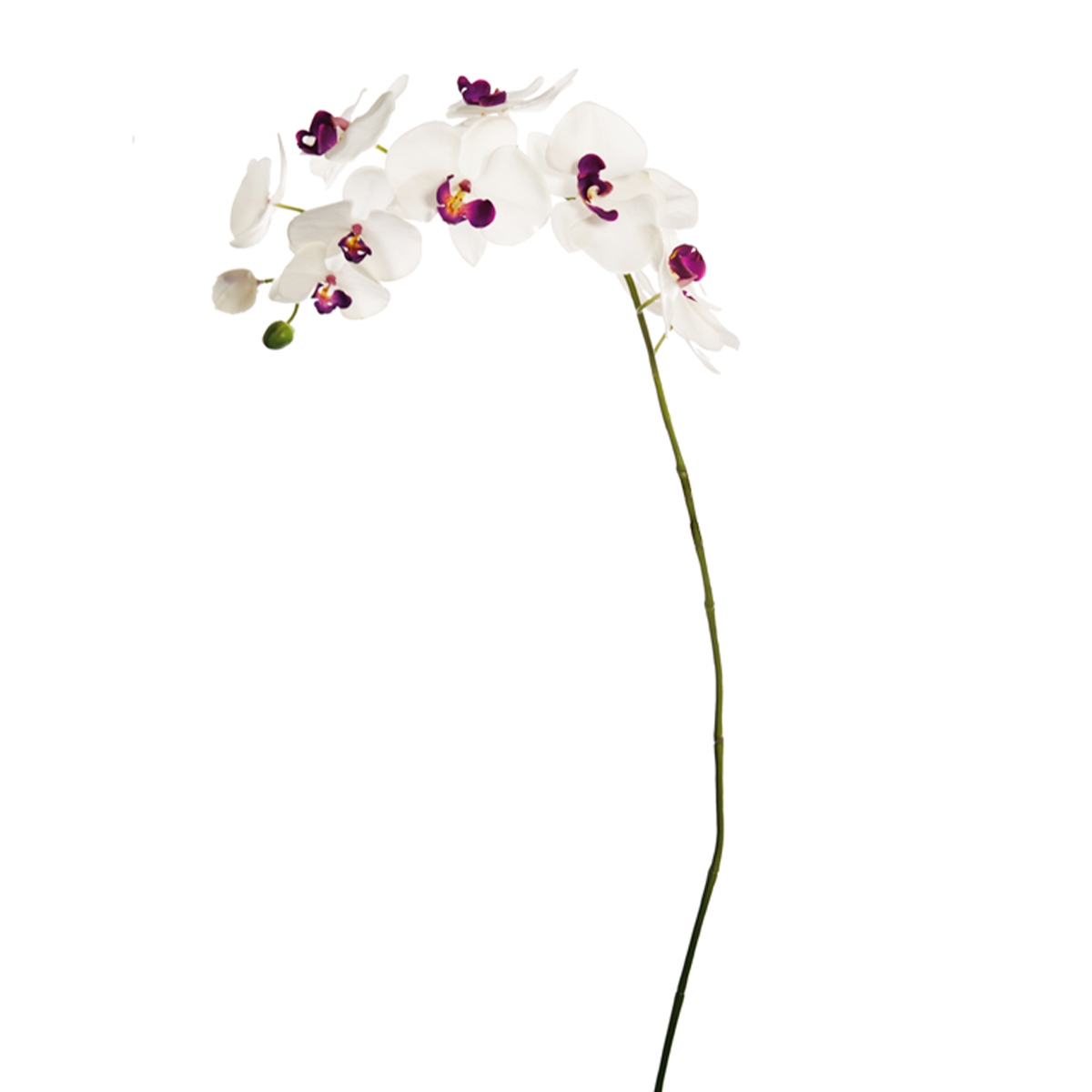 Tige d'Orchidée Phalaenopsis Forever