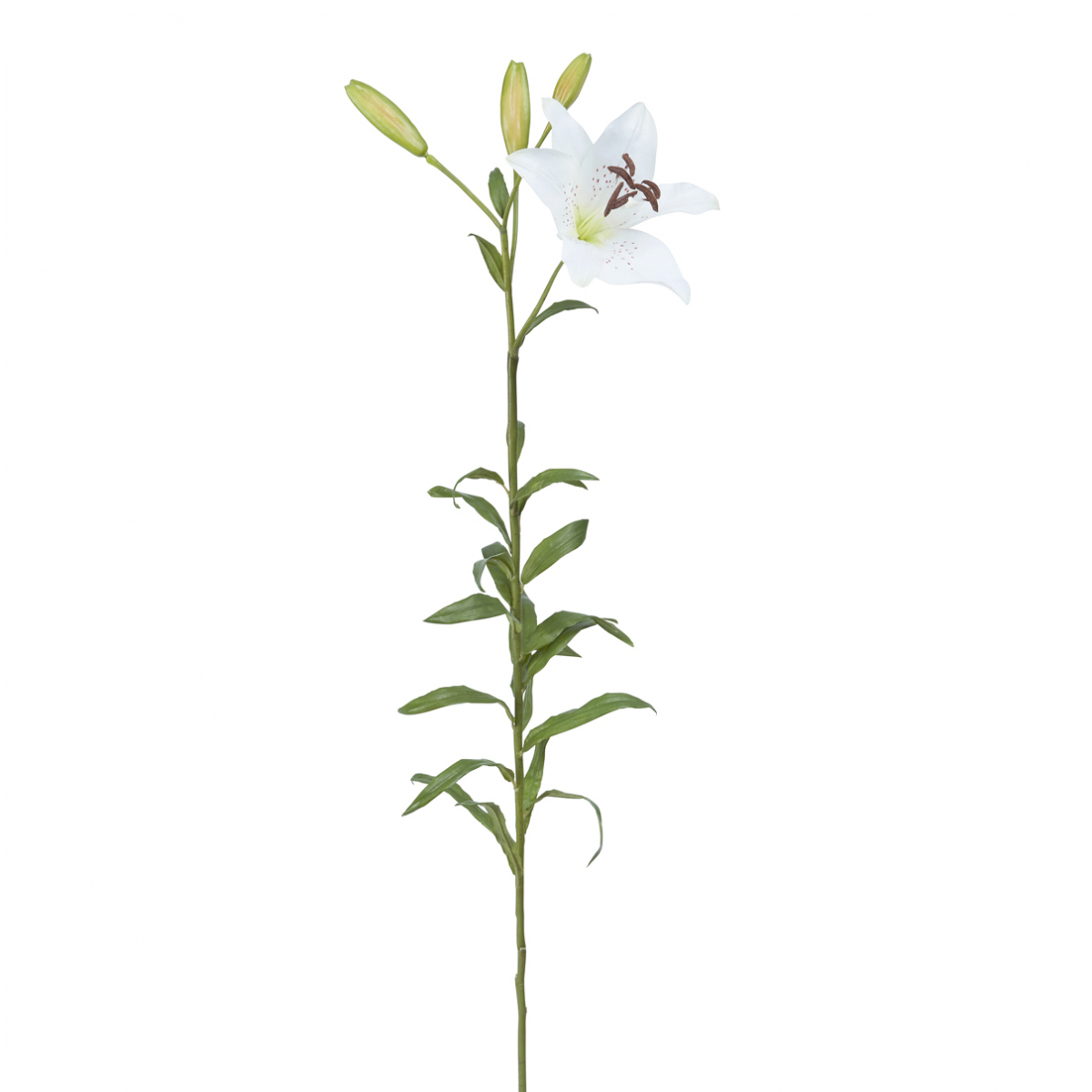Lirio Rubrum ELSA H98