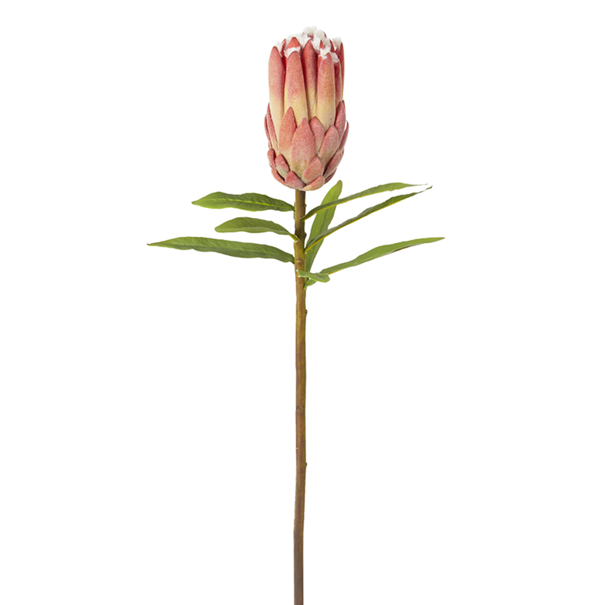 Protea BUD
