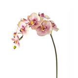 Phalaenopsis Orchid Stem Budy