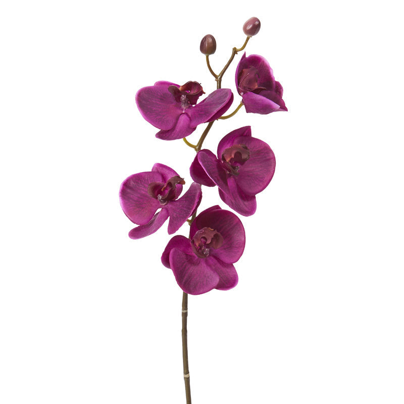 Orchidea Phalaenopsis FOREVER H47