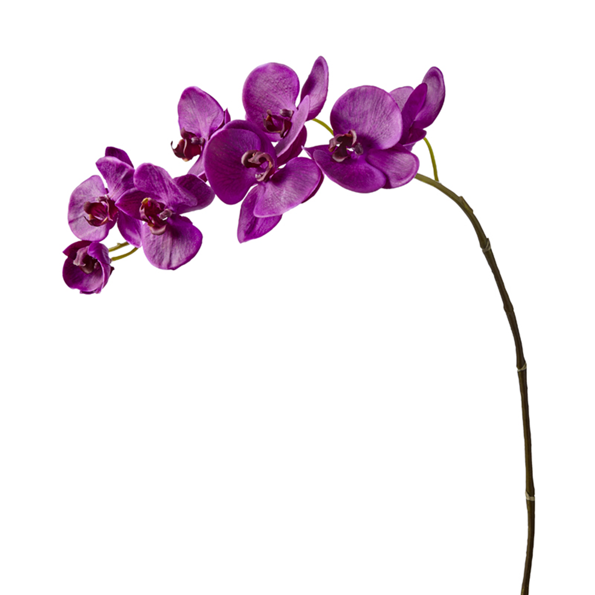 Orchidée Phalaenopsis FOREVER H82