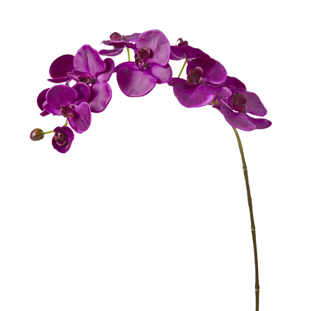Orchidea Phalaenopsis FOREVER H100