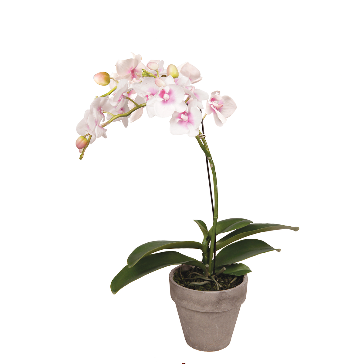 Orquídea Dendrobium en maceta H35