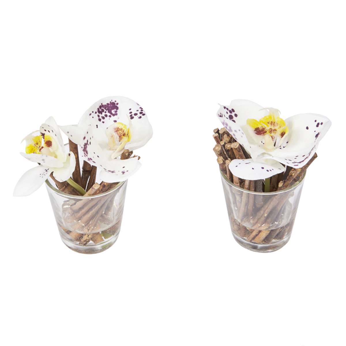 Orquídeas ilusión de agua SISSI