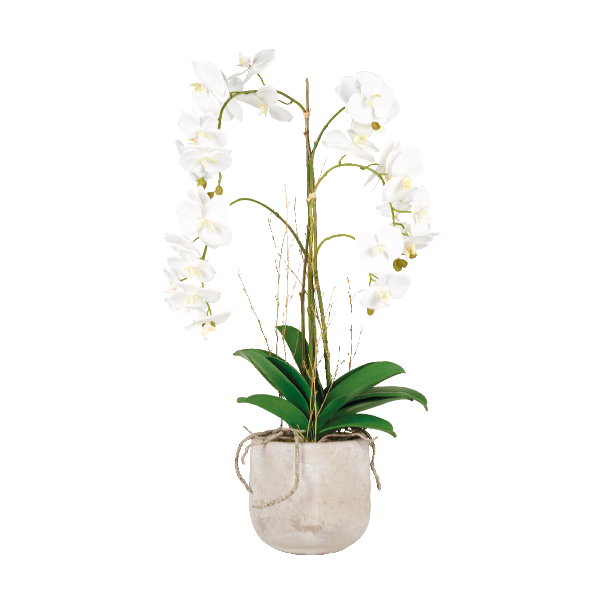 Orchidée en Pot CORINA