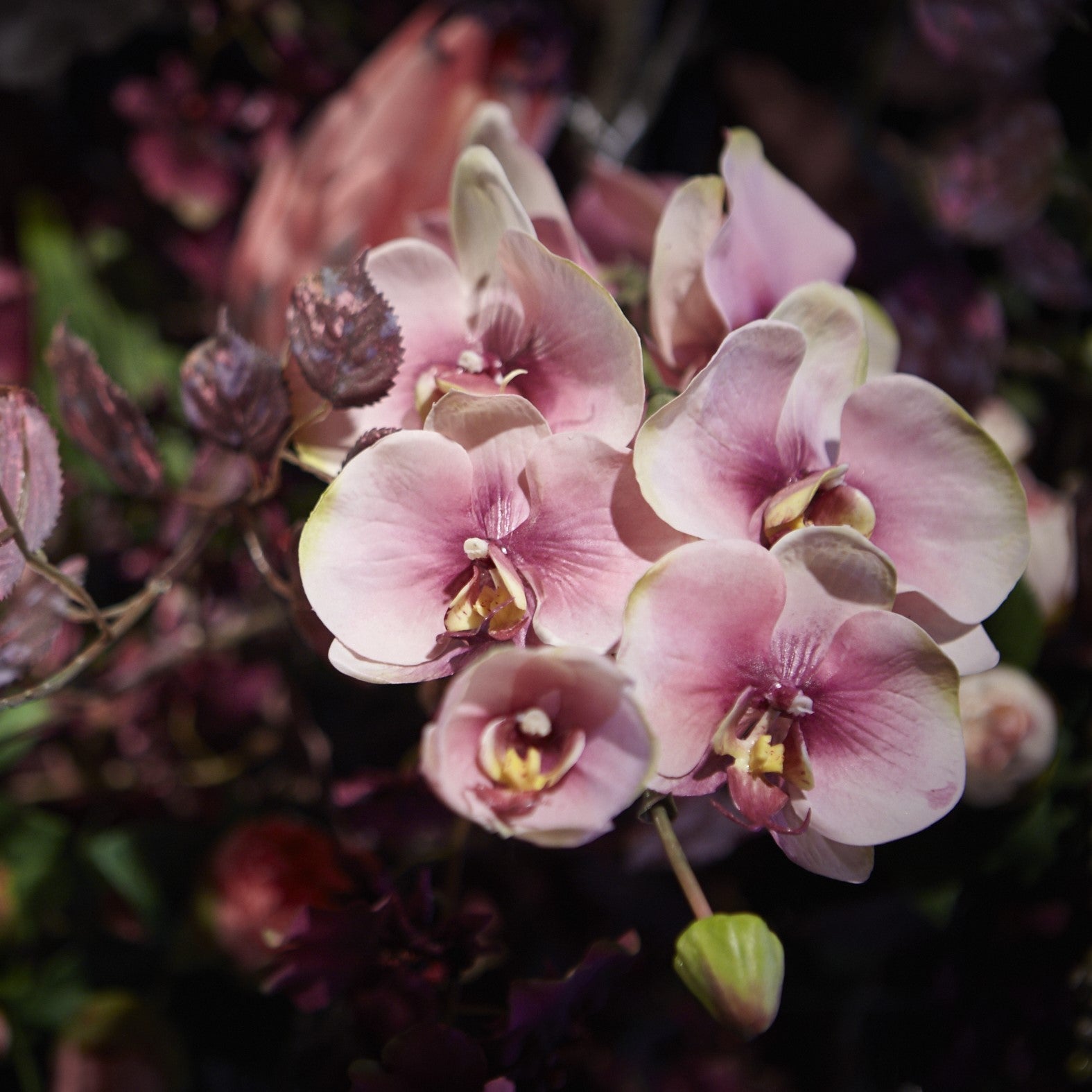 Tige d'Orchidée Phalaenopsis Budy