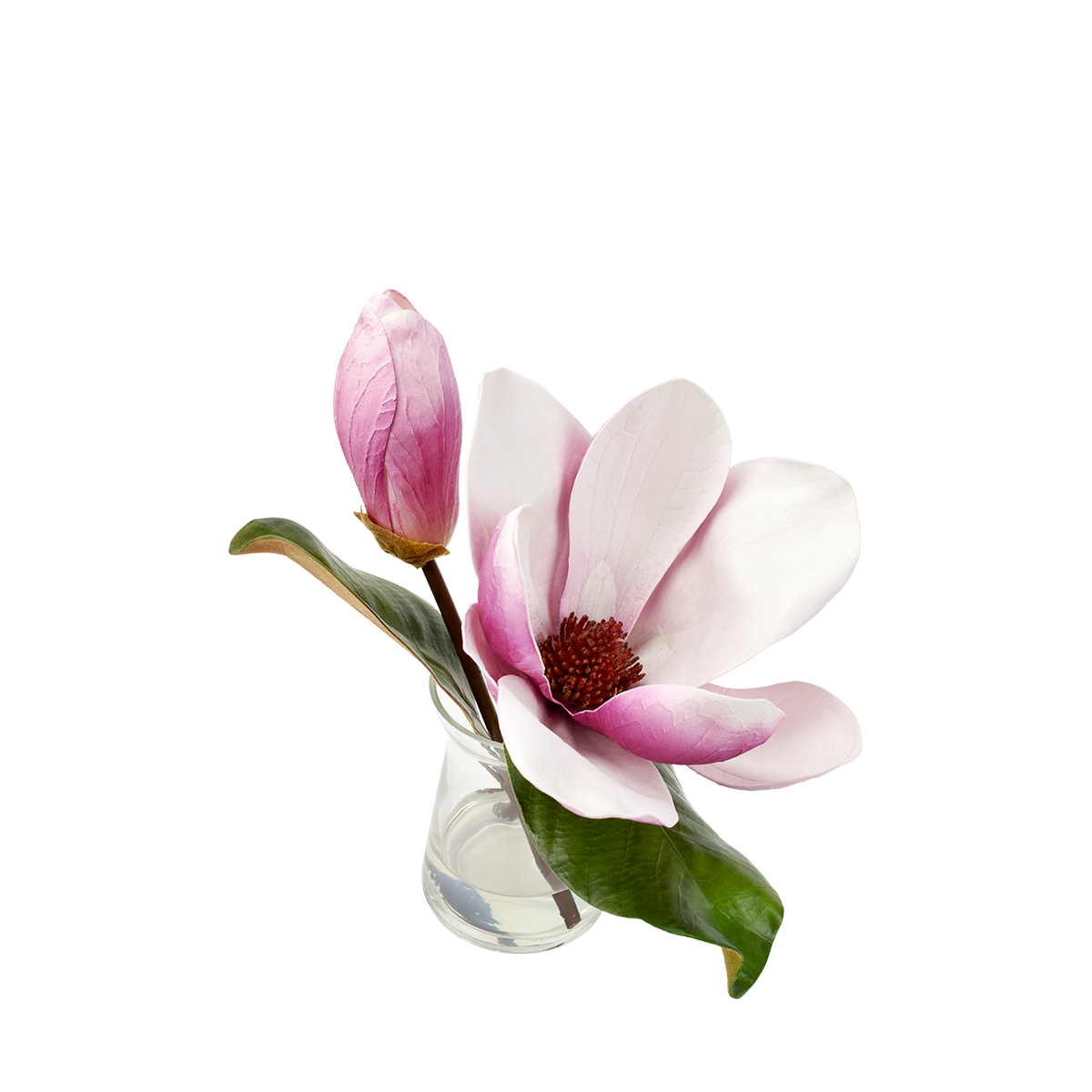 Magnolia en Illusion d'Eau