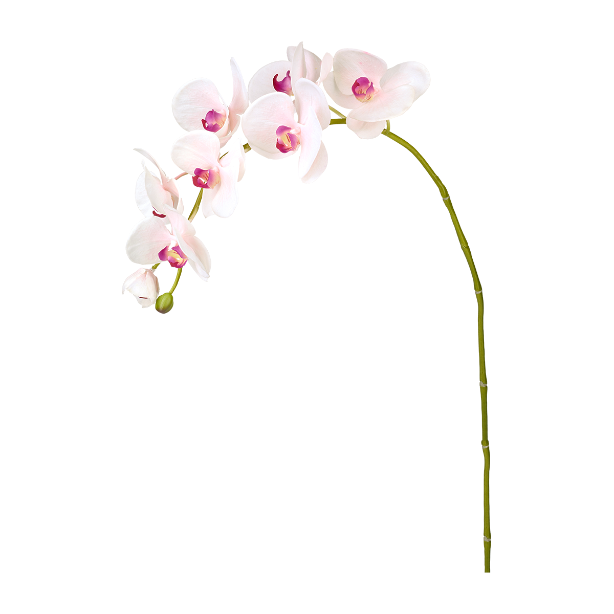Orchidée Phalaenopsis FOREVER H100