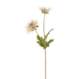 Tokyo Chrysanthemum Stem