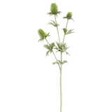 Arum KELLY H78