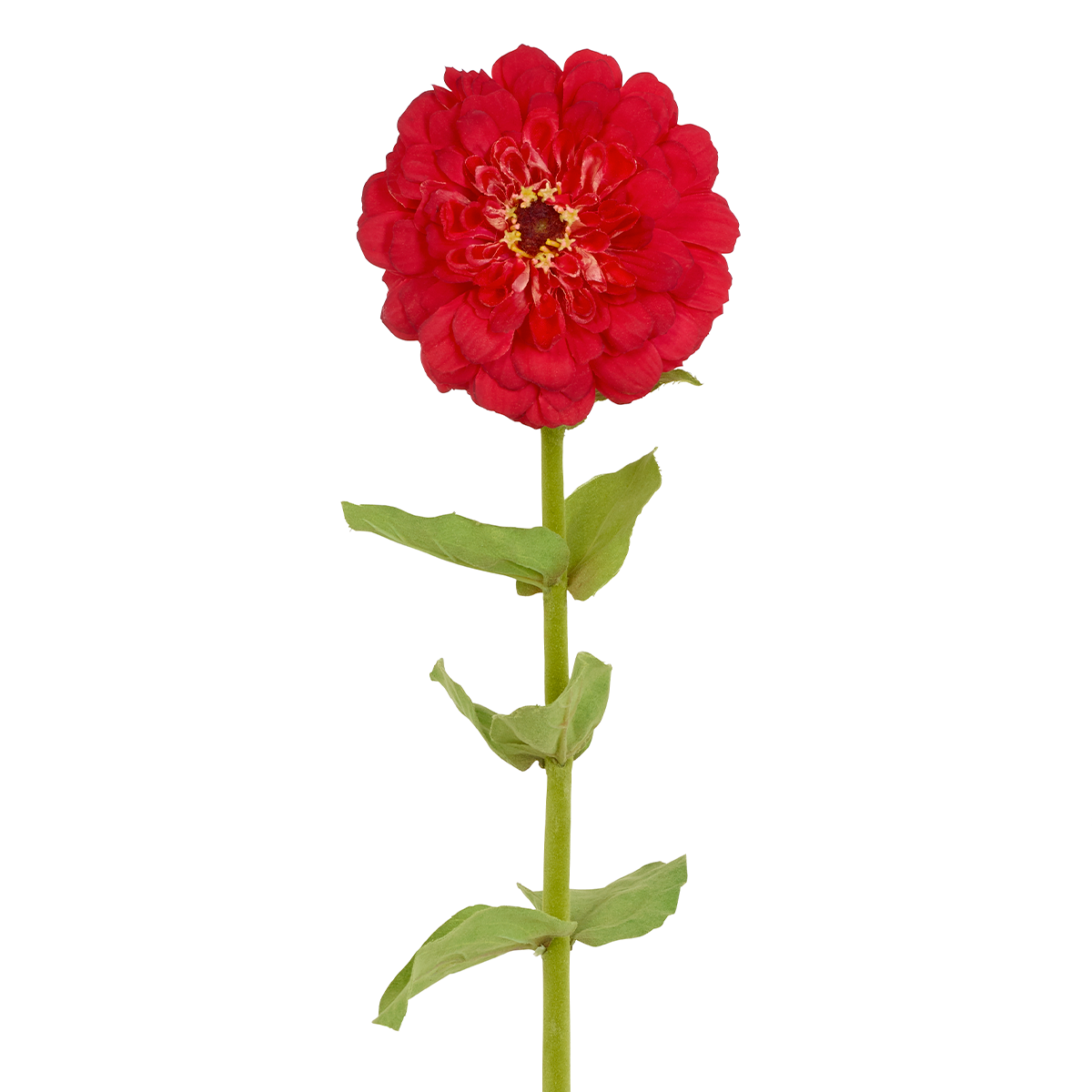 Ramo sferico di Zinnia