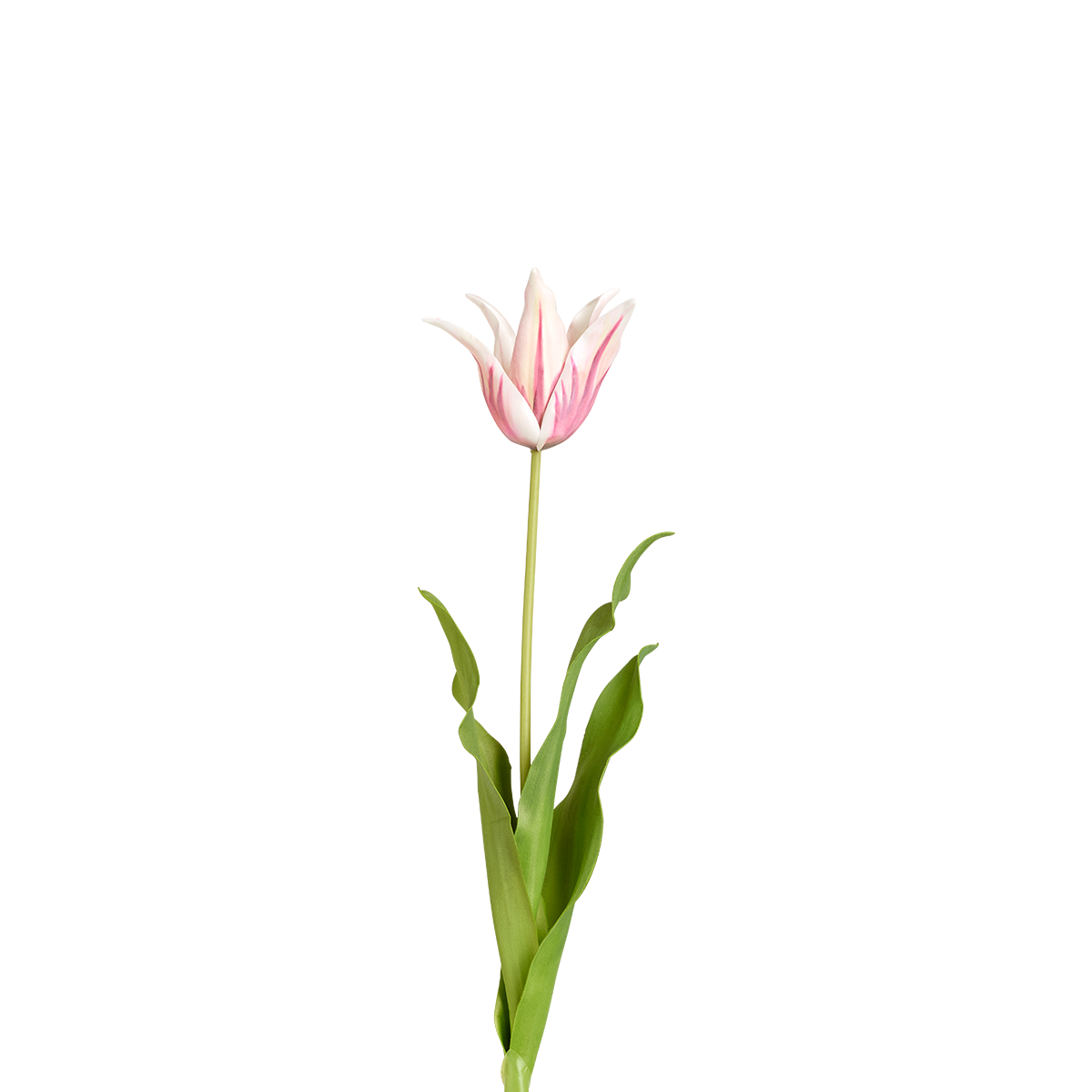 Tige de Tulipe Pica
