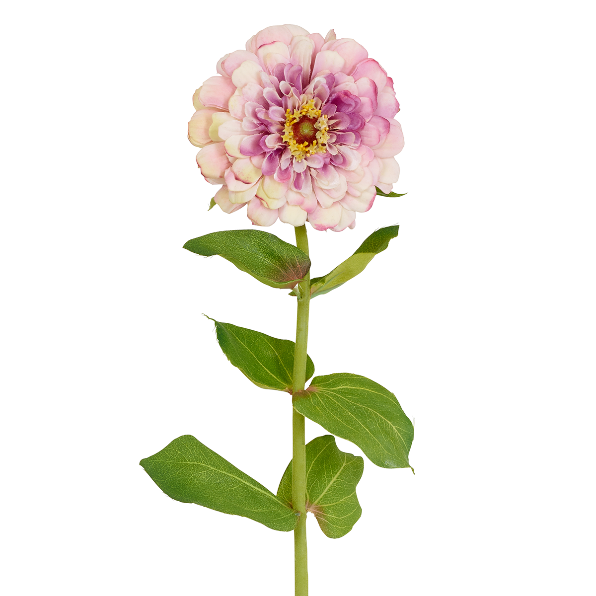 Ramo sferico di Zinnia