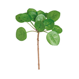 Pilea Foliage