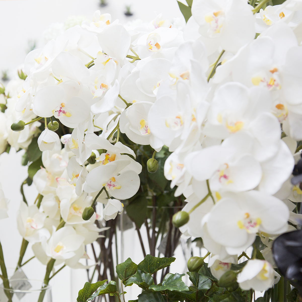 Orchidée en Pot – Sia Deco